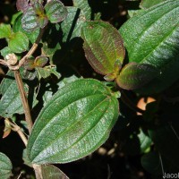Osbeckia rubicunda Arn.